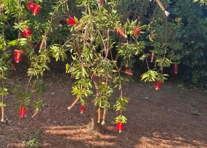 Patronis Amoudi